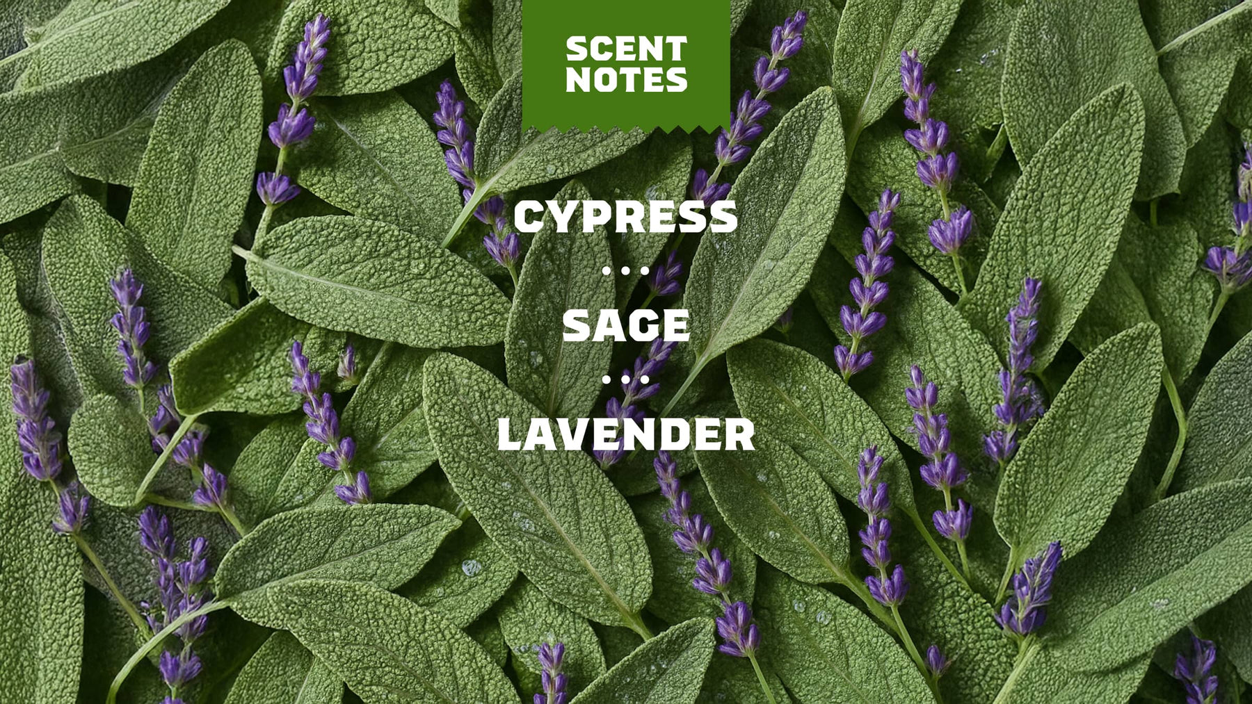 Alpine Sage Deodorant - All Day Fresh Shield