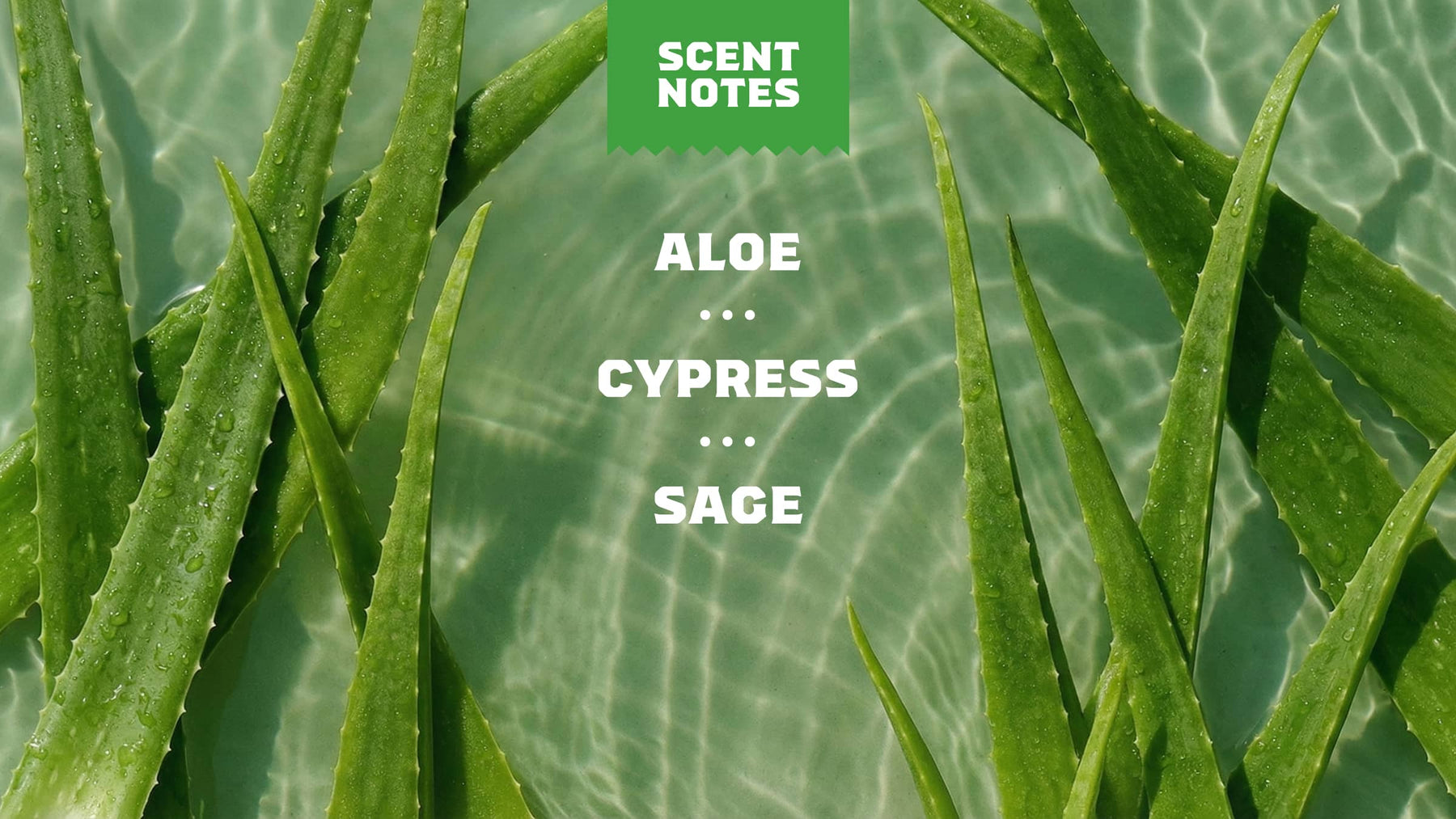 Cool Fresh Aloe Full & Thick Shampoo - Smooth Morning Start